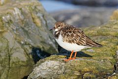 Ruddy Turnstone